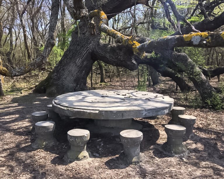 Masa din beton sub copac secular în pădure.