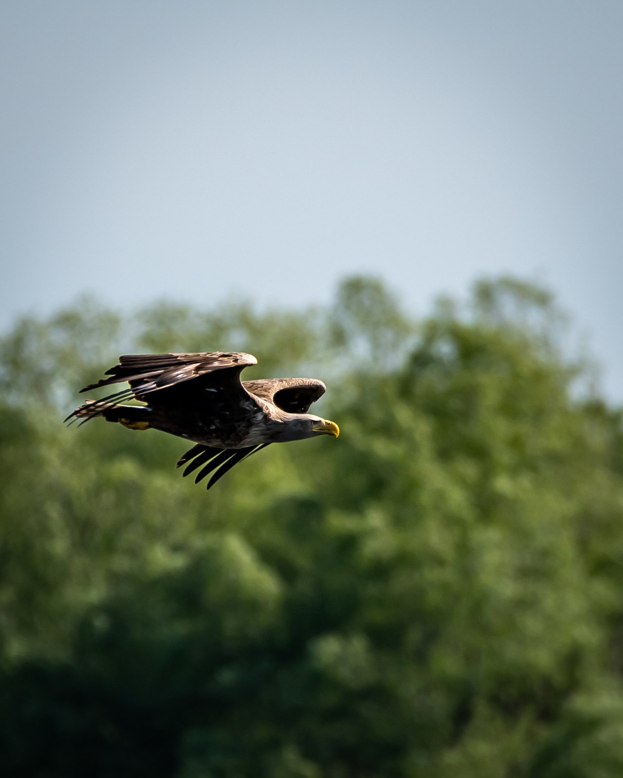Șoim în zbor, cer albastru, natură.