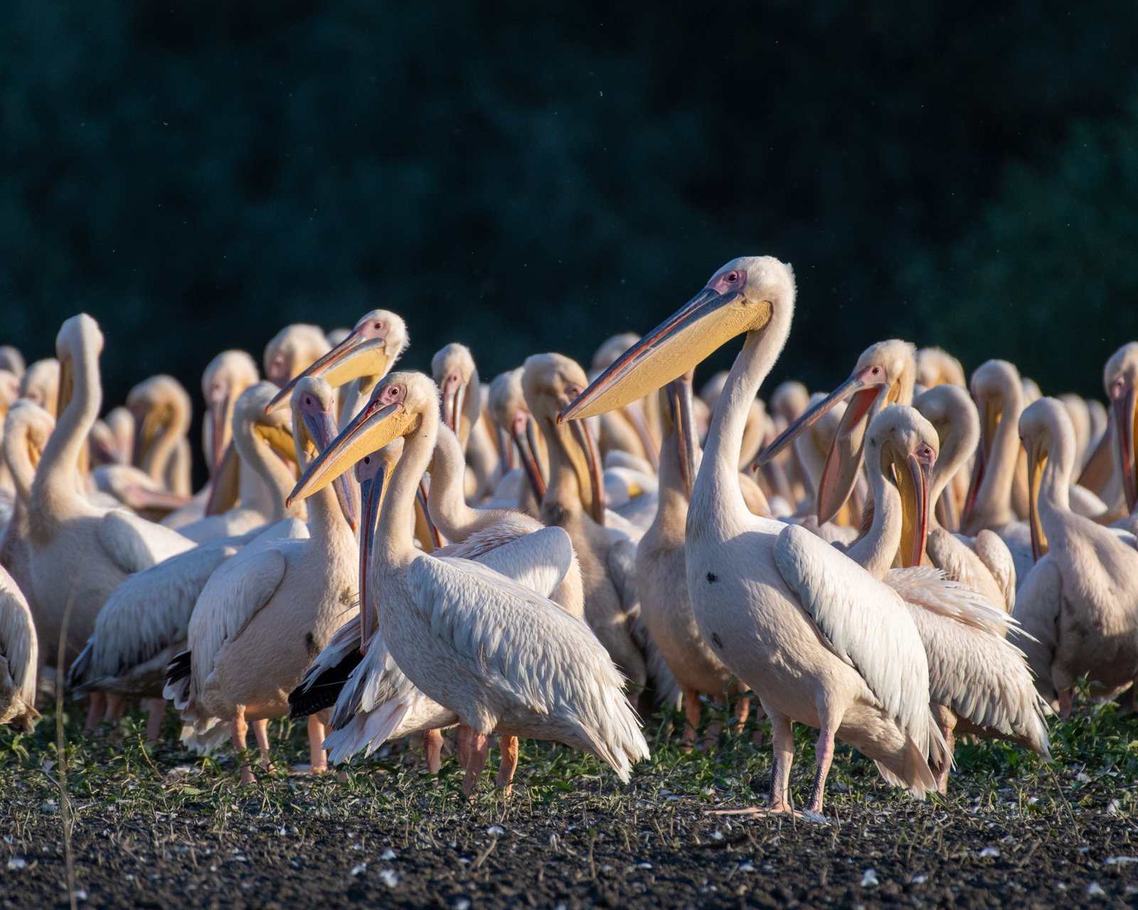 Stol de pelicani pe uscat.